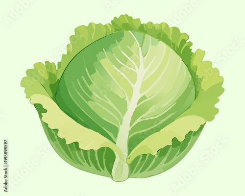 Head Of Cabbage For Healthy Recipe Inspiration And Organic Market Product Catalog Illustration - Vector Illustration