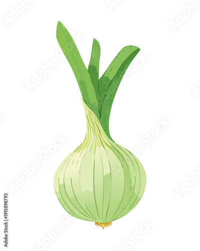 White Onion Bulb For Healthy Recipe Preparation And Organic Green Grocery Store Marketing - Vector Illustration