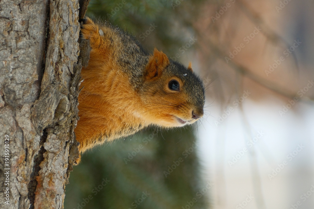 Fototapeta premium Fox-squirrel peeking out behind a tree trunk 