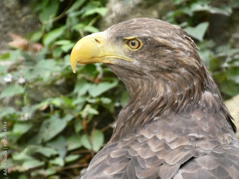 Obraz premium portrait of a eagle