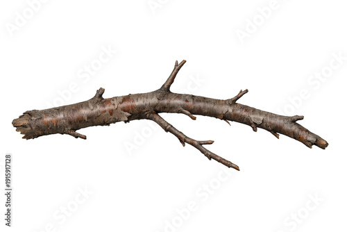 Dry deciduous tree branch twig with rough bark texture and small offshoots on transparent background