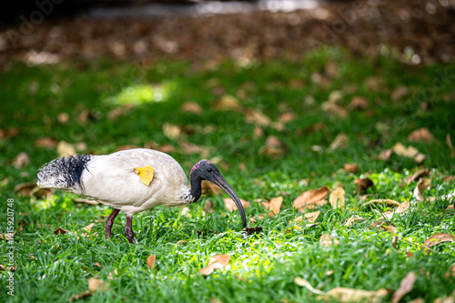 Konstfotografi Australian White Ibis in Breeding Plumage with Research Tag