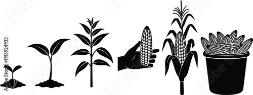 Corn plant growth stages from seedling to harvest with hand holding maize silhouette illustration set
