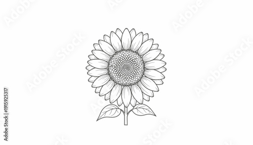 Detailed Line Art Drawing of a Sunflower in Bloom
