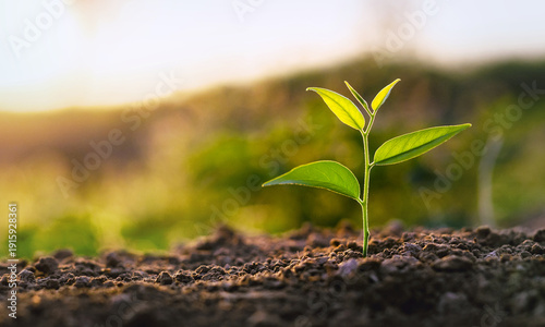 Canvas Print small green plant is growing in the dirt