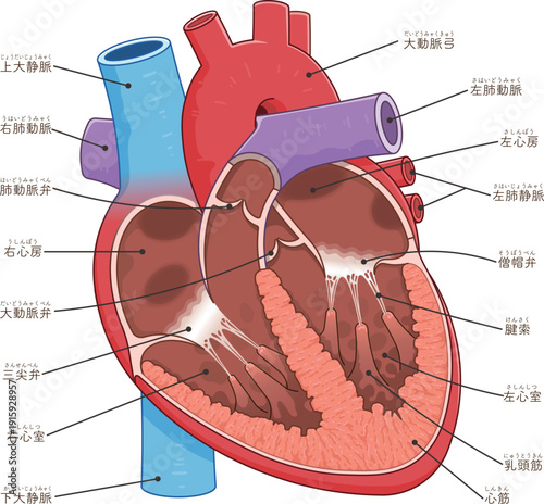 心臓の断面のイラスト Cross section of the heart