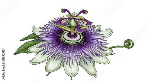 Colorful hydrangea flowers illustration.