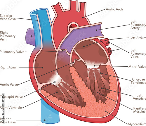 心臓の断面のイラスト Cross section of the heart
