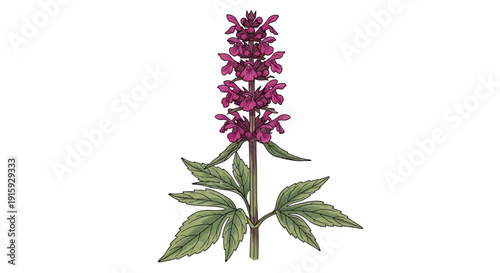 Illustration of a tall, blue spike flower with white accents.