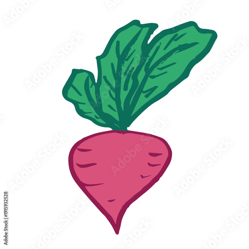 Hand drawn farm radish beet beetroot plant with green leaves Fresh vegetable doodle Healthy eco food Organic garden vegetarian food For design, print, packaging, decor, kids books