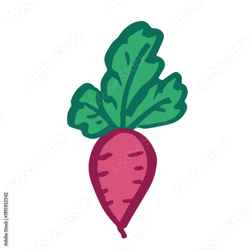 Hand drawn farm radish beet beetroot plant with green leaves Fresh vegetable doodle Healthy eco food Organic garden vegetarian food For design, print, packaging, decor, kids books