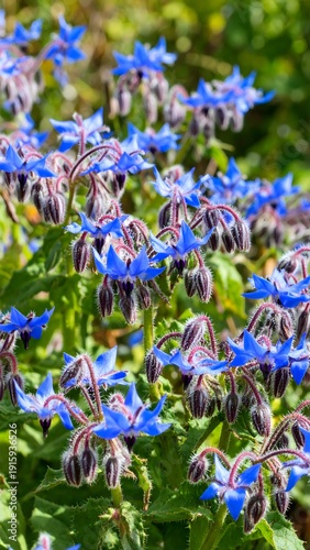A vibrant macro captures clusters of star-shaped, azure flowers with dark stamens, amongst lush, green foliage in natural sunlight
