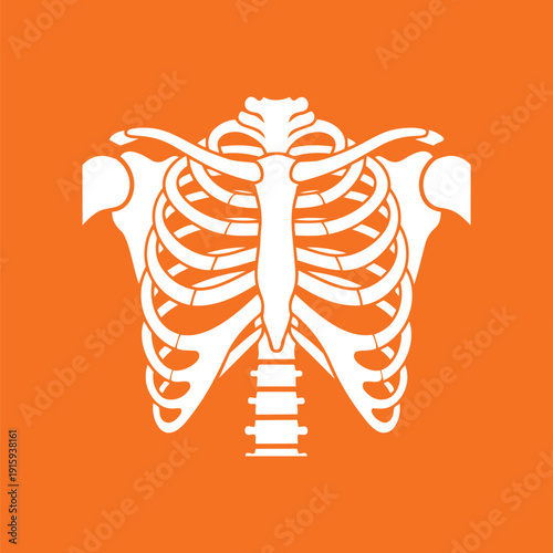 Anatomical illustration of a human rib cage and thoracic spine depicted as a clean white line art graphic element symbolizing health biology and medical science isolated on transparent background