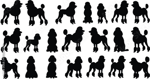 Poodle Dog Silhouettes Set, Groomed Pedigree Canine Breed Black and White Vector Illustration Collection Isolated Background
