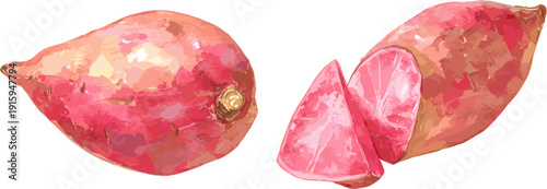 watercolor sweet potato, vector illustration, white background, in two different poses 