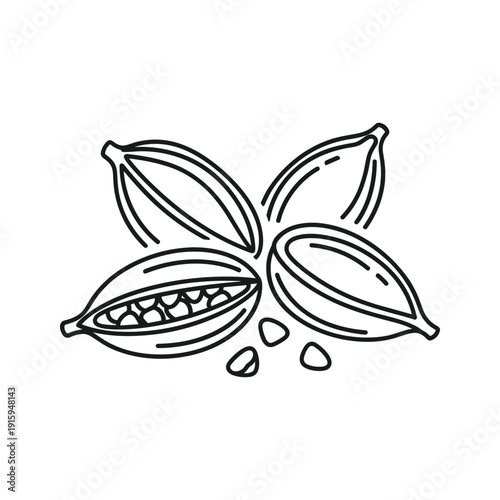 Hand drawn illustration of cacao pods and seeds