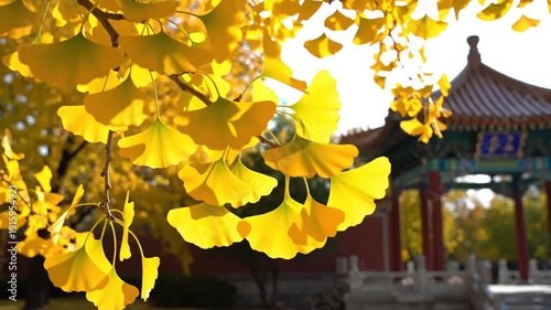 Golden leaves hang in front of a colorful, traditional architectural structure