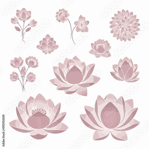 Collection of delicate pink lotus flowers and blossoms.