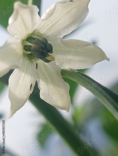 Close-up of a white chili pepper flower (Capsicum) infested with thrips (tiny insects), highlighting common agricultural pests and plant damage in a garden or farm setting. 