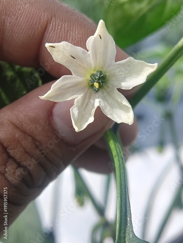 Close-up of a white chili pepper flower (Capsicum) infested with thrips (tiny insects), highlighting common agricultural pests and plant damage in a garden or farm setting. 