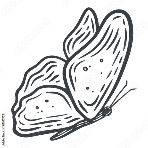 A single butterfly, side view, wings, antennae, moth bug, engraving isolated