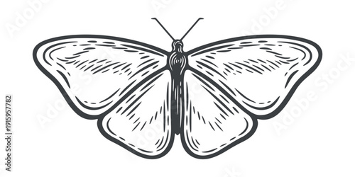 A single butterfly, top view, from above, wings, antennae, moth bug, engraving isolated