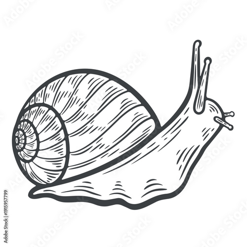 A crawling garden snail in a shell, slimy slug with antennae, engraving isolated