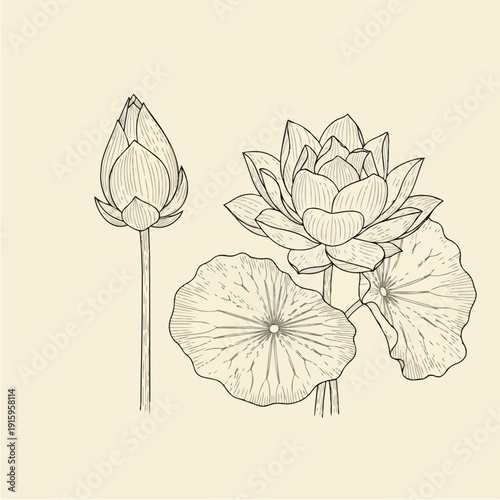 Delicate Lotus Flower and Bud Illustration.