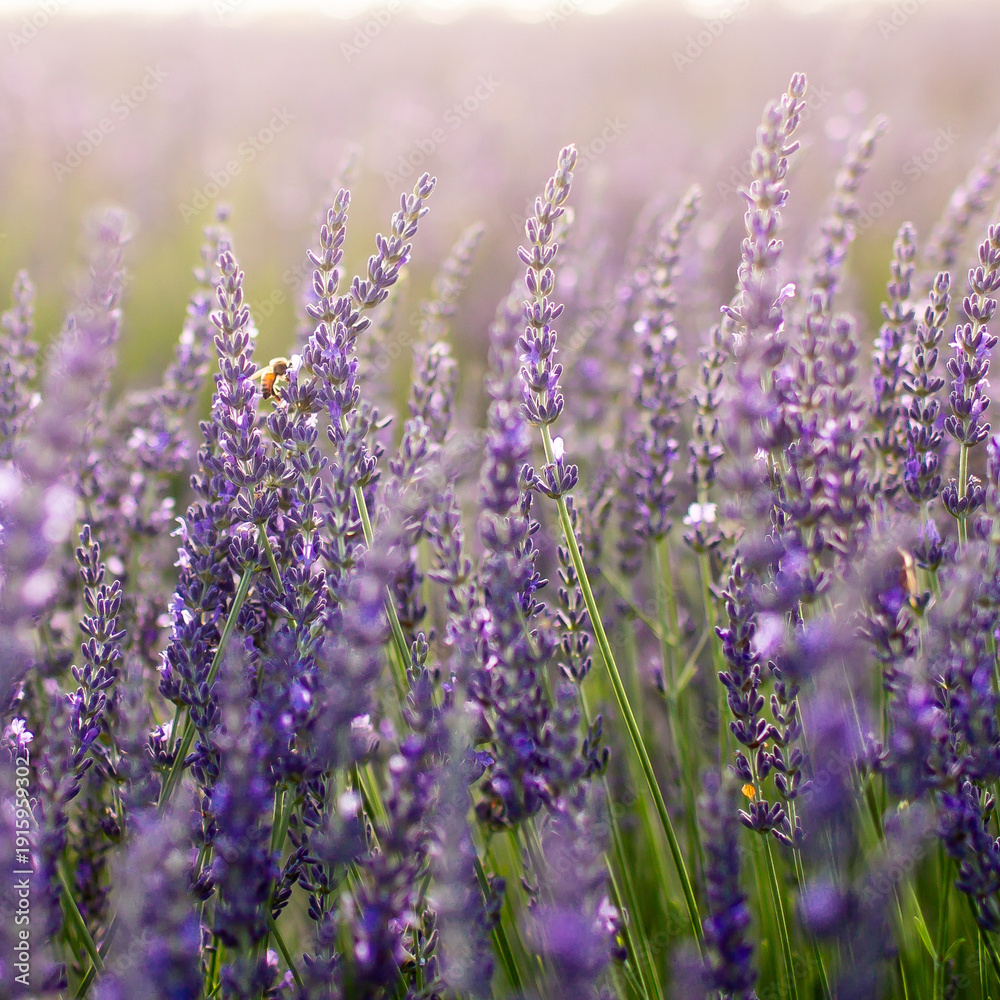 Obraz premium bee pollinating lavender