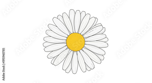 Wallpaper Mural Single Daisy Flower with Yellow Center and White Petals on White Background Torontodigital.ca