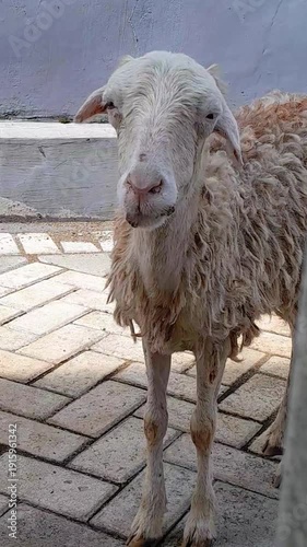 sheep in a farm