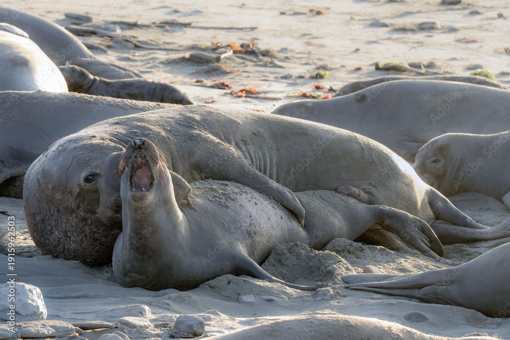 Fototapeta premium Elephant Seals Mating
