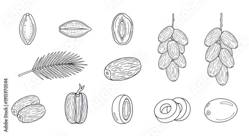Hand-drawn botanical illustrations of dates fruit, seeds, and palm leaf in black outline style, perfect for food packaging or educational materials
