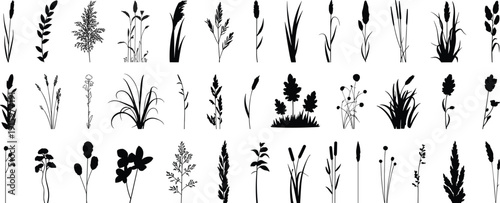 Black wild grass silhouette collection, meadow plant and field weed vector set, botanical elements, cad drawing flat vector illustration, nature floral, foliage,