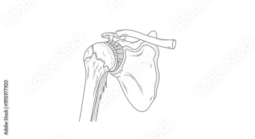 Anatomical illustration of human shoulder joint with clavicle and scapula