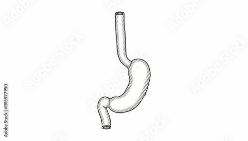 Anatomical illustration of the human stomach and esophagus, medical diagram