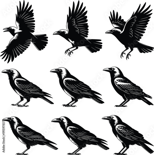 Set of raven and crow silhouettes in flight and standing, detailed black bird collection, isolated vector illustration, gothic wildlife design element