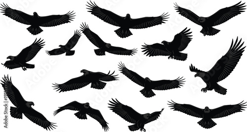 Set of black eagle silhouettes in flight with various wingspan positions including soaring gliding and hunting cad drawing flat vector illustration