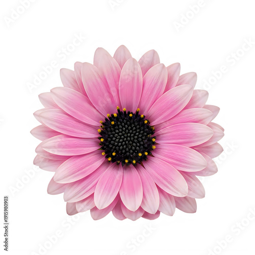 A vibrant pink and purple gerbera daisy with a dark center. isolated on transparent background
