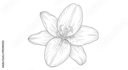 Elegant Lily Flower Line Drawing - Black and White Botanical Illustration