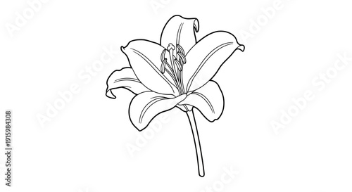 Elegant Lily Flower Outline Drawing, Minimalist Botanical Illustration, Vector Art