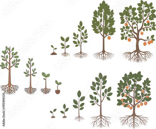 Detailed vector illustration of tree growth stages from seedling to mature fruit bearing tree with roots for agriculture and nature concept