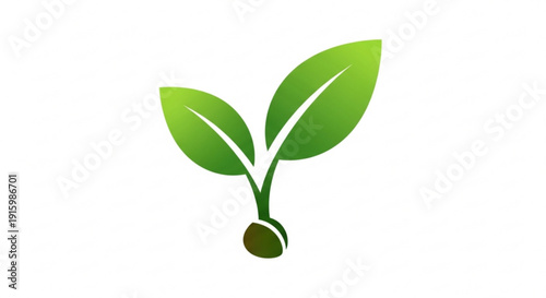 Green sprouting seedling with two leaves on white background