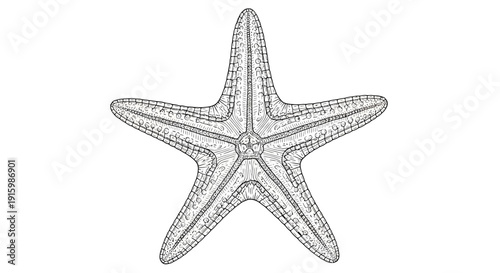 Detailed Line Drawing of a Five-Pointed Starfish on White Background