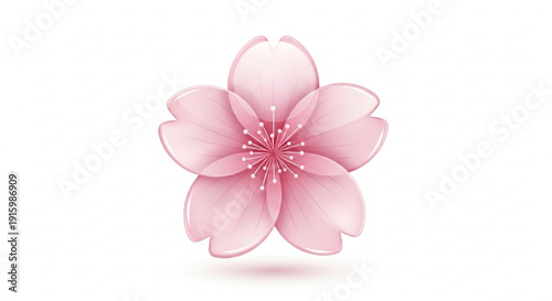 Delicate pink cherry blossom flower in full bloom on white background
