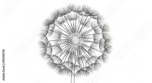 Detailed black and white dandelion seed head illustration with delicate lines on white background