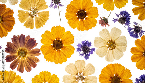 A set of pink daisies and yellow gerberas