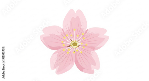 Pink flower with yellow stamens on white background blooming plant