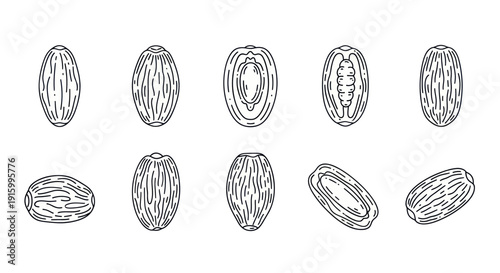 Hand drawn nutmeg seeds outline set with inner details, spice illustration isolated on white background, perfect for cooking and herbal design