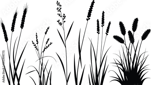 Green wheat ears vector illustration, organic nature design featuring fresh wheat stalks and grass leaves for agriculture branding, eco packaging, farm logos, healthy food labels, and natural product 